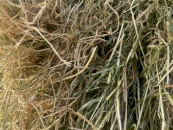 150MT Ryegrass Hay 3X3 or 4X3 Bales