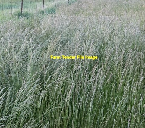 EOI 60ha Barley and Rye Standing Crop