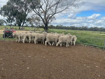 2024 Merino paddock Rams
