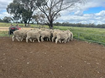 2024 Merino paddock Rams