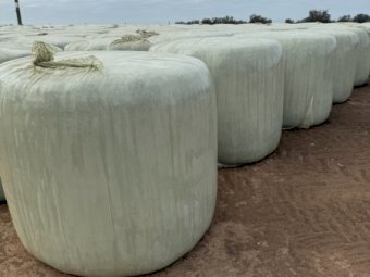 250 X Oaten Ryegrass Clover Silage Round Bales