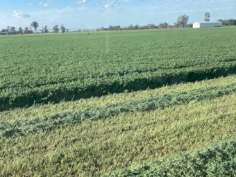 3000 x Lucerne Hay in Bale Barron packs of 21