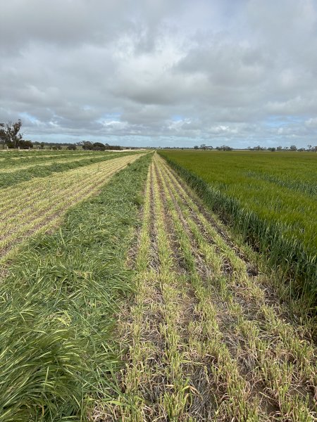 EOI Barley Hay 8x4x3 Bales
