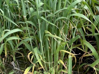 EOI Barley Hay 8x4x3 Bales
