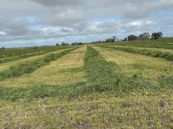 EOI Barley Hay 8x4x3 Bales