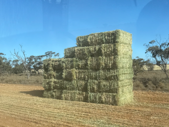 200mt Barley Hay 650-700kg 8x4x3 Bales