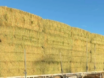 200mt Barley Hay 650-700kg 8x4x3 Bales