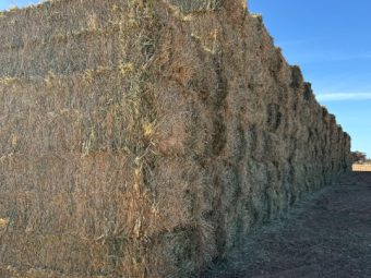 200mt Barley Hay 650-700kg 8x4x3 Bales