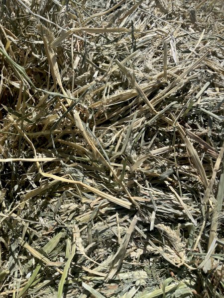 100mt Wheaten Lucerne Hay 980kg 8x4x4 Bales