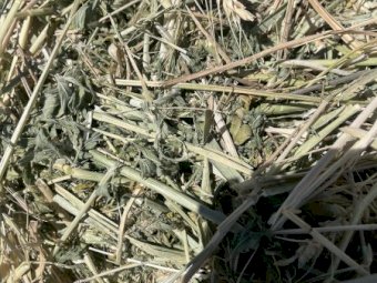 100mt Wheaten Lucerne Hay 980kg 8x4x4 Bales