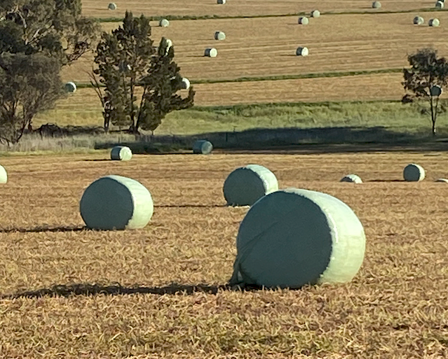 411 x Vetch Silage Round Bales