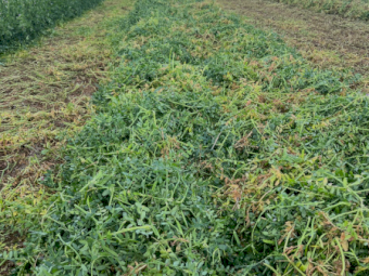 411 x Vetch Silage Round Bales
