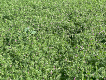 411 x Vetch Silage Round Bales