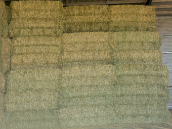 500mt Oaten Hay 750-800kg 8x4x3 Bales