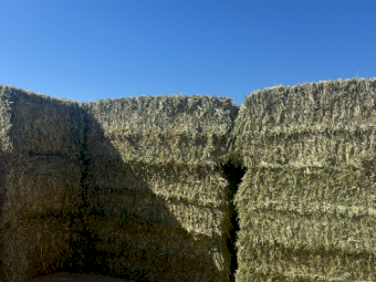 500mt Oaten Hay 750-800kg 8x4x3 Bales