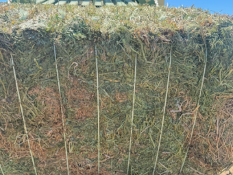 135mt Vetch Hay 700kg 8x4x3 Bales