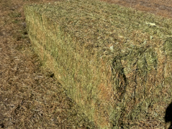 135mt Vetch Hay 700kg 8x4x3 Bales