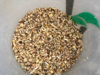 50MT Legume Mix