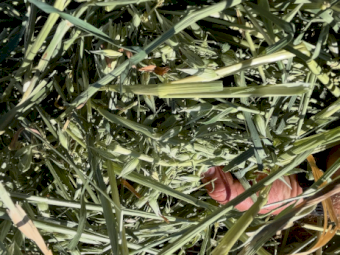 200mt Oaten Hay 600kg 8x4x3 Bales Inc Delivery