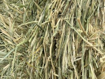 Barley Hay with some Rye Grass