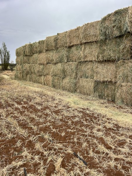 25' Season Barley Hay