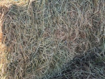 25MT Vetch Hay 8X4X3 Large Square Bales