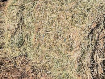 25MT Vetch Hay 8X4X3 Large Square Bales