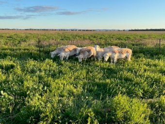 White Dorper Rams Registered breeder