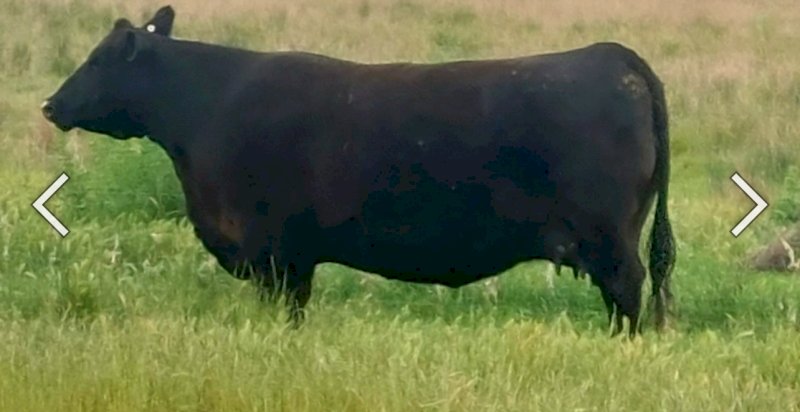 High Quality Angus Bulls. 50+ take your pick. Sired from from some of the best Bulls in the world