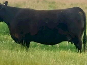 High Quality Angus Bulls. 50+ take your pick. Sired from from some of the best Bulls in the world