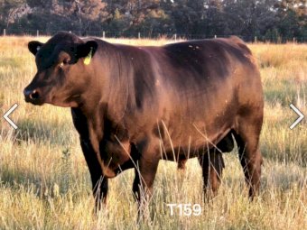 High Quality Angus Bulls. 50+ take your pick. Sired from from some of the best Bulls in the world