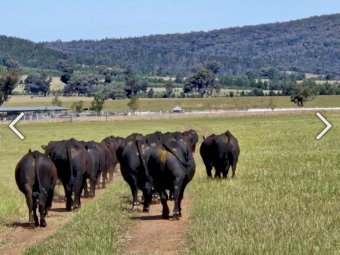 High Quality Angus Bulls. 50+ take your pick. Sired from from some of the best Bulls in the world