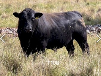 High Quality Angus Bulls. 50+ take your pick. Sired from from some of the best Bulls in the world