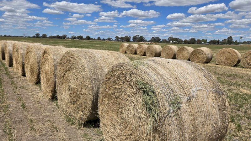 200 x Vetch Hay 500kg 5x4 Round Bales