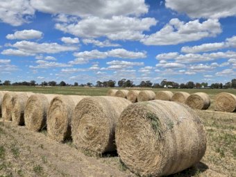 200 x Vetch Hay 500kg 5x4 Round Bales