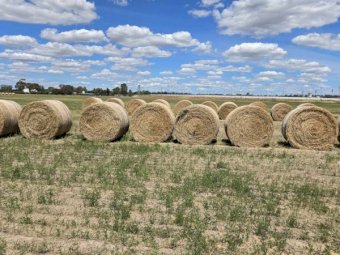 200 x Vetch Hay 500kg 5x4 Round Bales