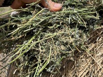 200 x Vetch Hay 500kg 5x4 Round Bales