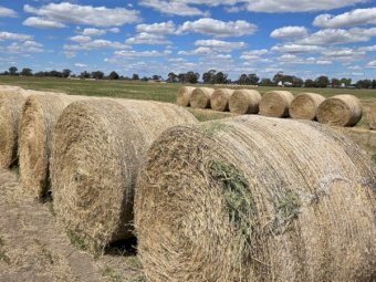200 x Vetch Hay 500kg 5x4 Round Bales