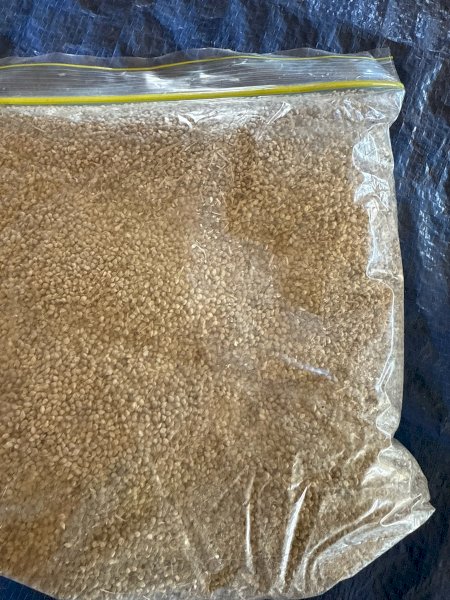 30MT Shirohie Millet Seed