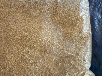 30MT Shirohie Millet Seed