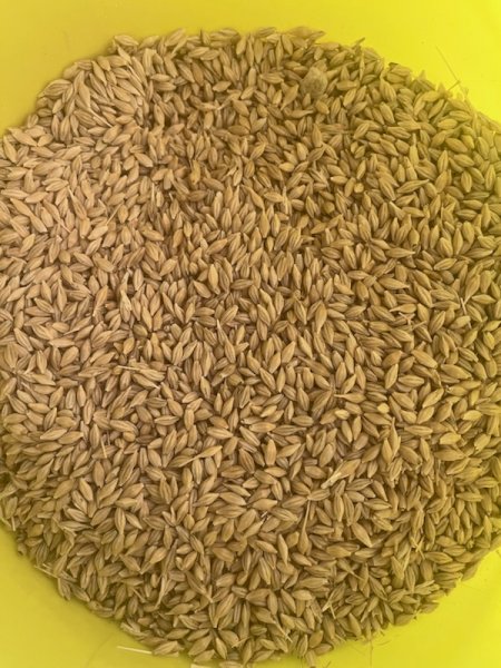 27MT Maximus Barley