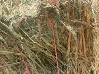 200mt Wheaten Hay 680-700kg 8x4x3 Bales