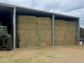 200mt Wheaten Hay 680-700kg 8x4x3 Bales