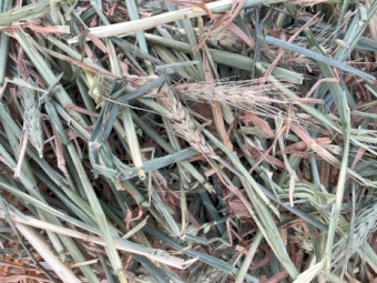 200mt Wheaten Hay 680-700kg 8x4x3 Bales