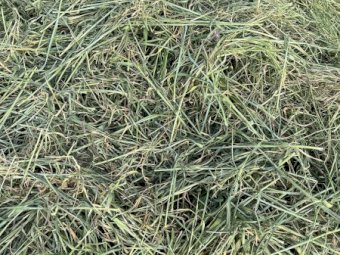 250 x Wheaten Silage Rolls