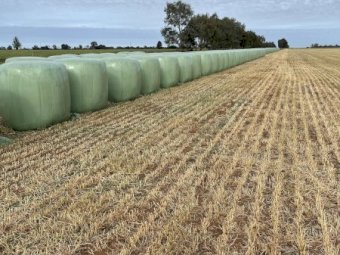 250 x Wheaten Silage Rolls