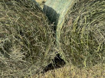 250 x Wheaten Silage Rolls