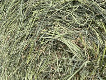 250 x Wheaten Silage Rolls