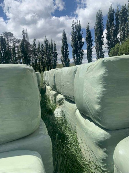 85 x Soybean Square Silage Bales
