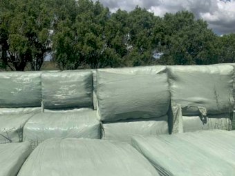 85 x Soybean Square Silage Bales